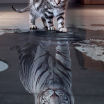 kitten