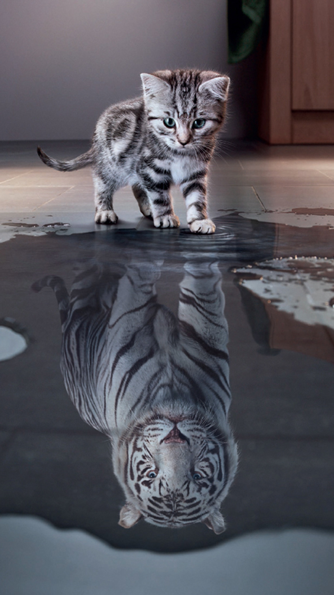 kitten